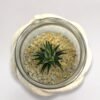 Terrarium "Élégance Succulente"