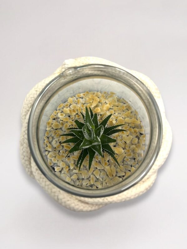 Terrarium "Élégance Succulente"