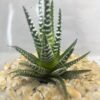 Terrarium "Élégance Succulente"