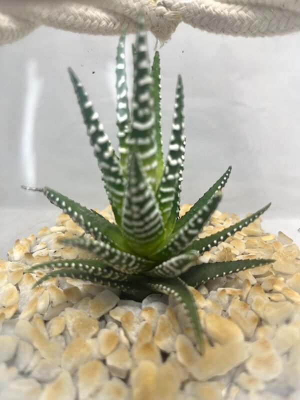 Terrarium "Élégance Succulente"